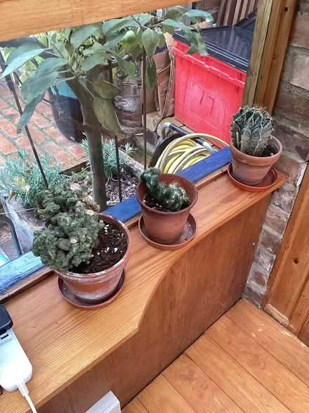 Photo of free Cacti (Emscote Warwick CV34) #3