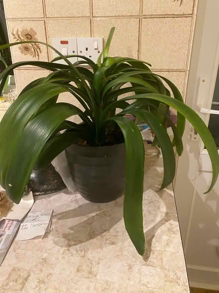 Photo of free House plant (St. Peter's CT10) #1