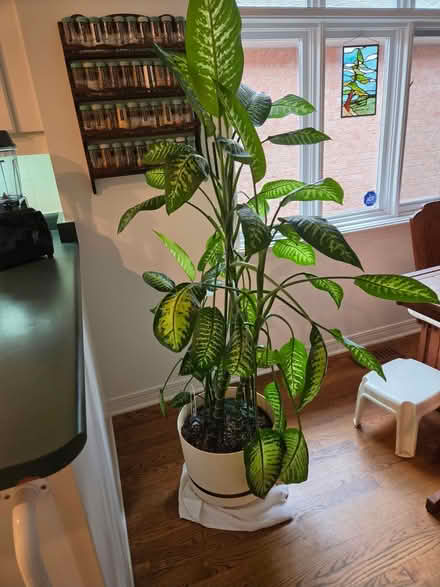 Photo of free Diffenbachia (Uplands / Riverside) #1