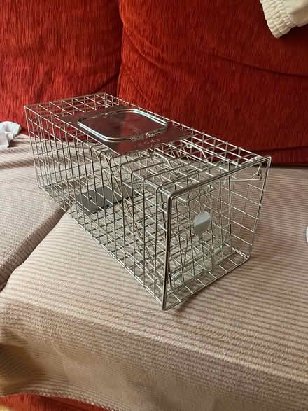 Photo of free Humane squirrel trap (Harolds cross) #1