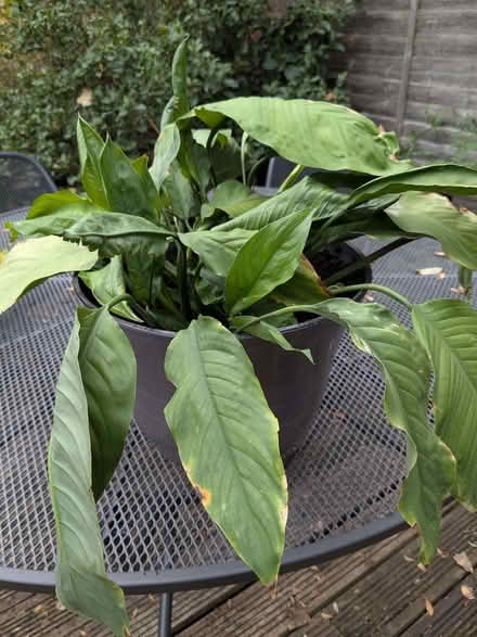 Photo of free Peace Lily (Beulah Hill SE19) #1