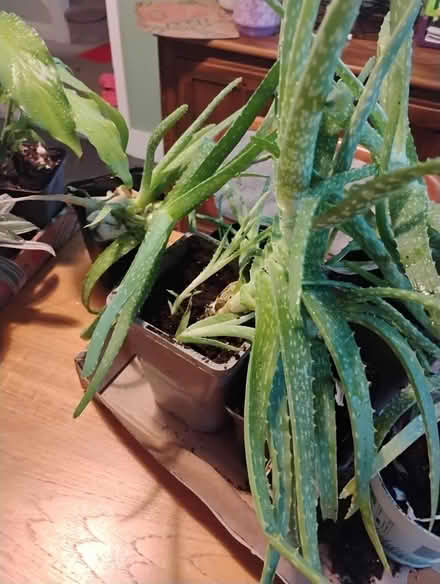 Photo of free House plants (billericay CM12) #2
