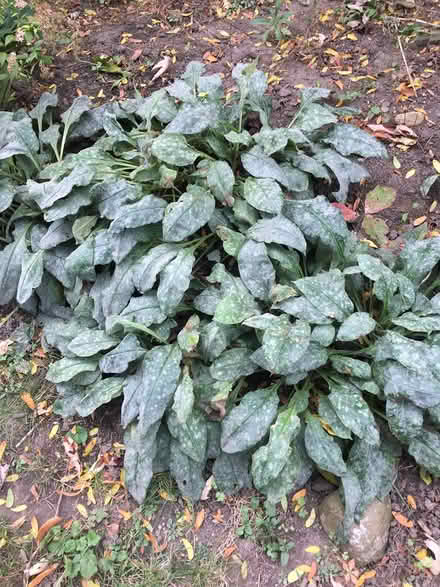 Photo of free Perennial plant - lungwort (Fisher and Meadowlands) #2