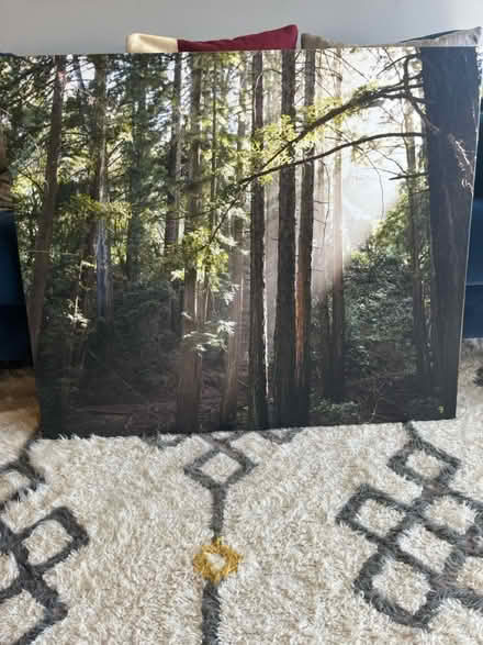 Photo of free Redwoods on canvas (Berkeley Hills) #1