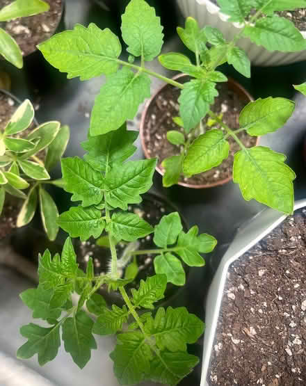 Photo of free Tomato & Pepper Plants (Woodside) #1