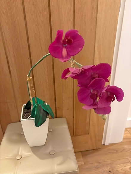 Photo of free Artificial orchid in vase (Stone, Berkeley GL13) #1