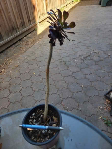 Photo of free Cacti and succulents (Bernardo & Iowa, Sunnyvale) #3