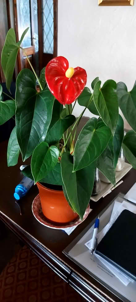 Photo of free plant (Southport PR8) #1