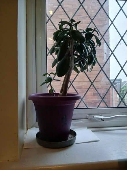 Photo of free Money house plant (Crewe, Rope CW2) #1