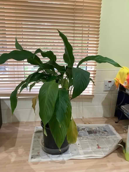 Photo of free Peace Lily (Heswall CH60) #1