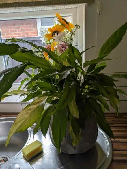 Photo of free Peace Lily (Kidsgrove ST74) #1