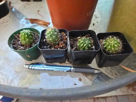 Photo of free Cacti and succulents (Bernardo & Iowa, Sunnyvale) #1