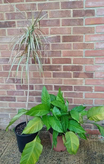 Photo of free Dragon Tree, I think, House plant (Great Cheverell SN10) #1
