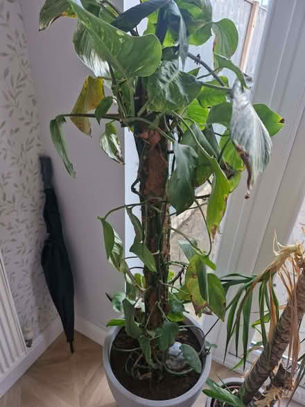 Photo of free 2 house plants (Great Sankey WA5) #2