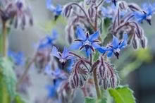 Photo of free Borage plants (Wimborne Town centre, BH21) #1