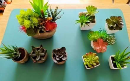Photo of free 9 pots of artificial cactus (Stirling FK8) #1