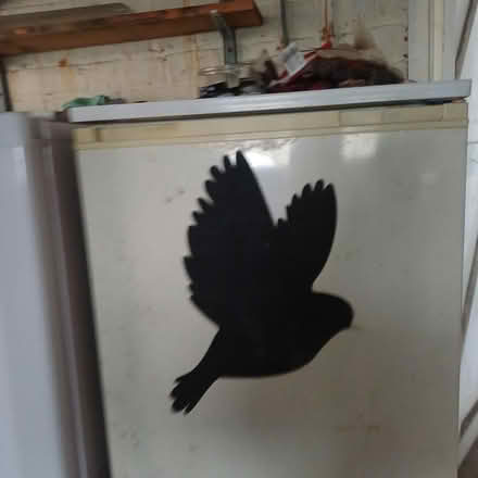Photo of free freezer (home BD16) #1