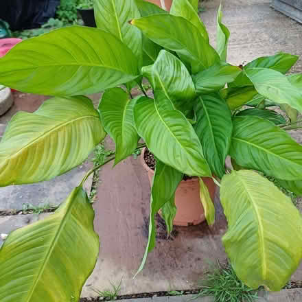 Photo of free Peace Lily House plant (Great Cheverell SN10) #1