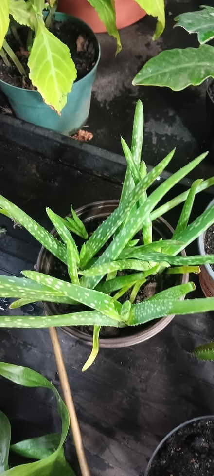 Photo of free Aloe offshoot (melrose) #1