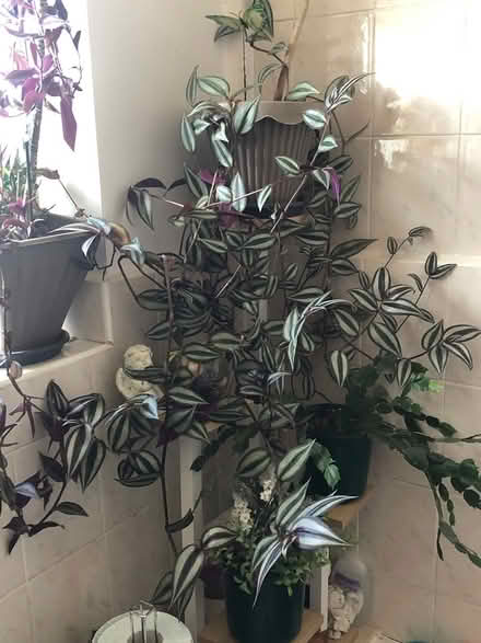 Photo of free Indoor plant cuttings (Neasden NW10 near McDonald) #1
