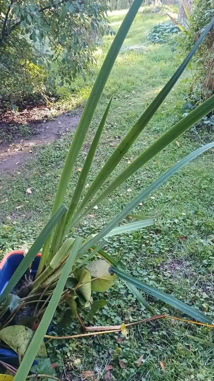 Photo of free Pond plants (Ringland NR8) #3
