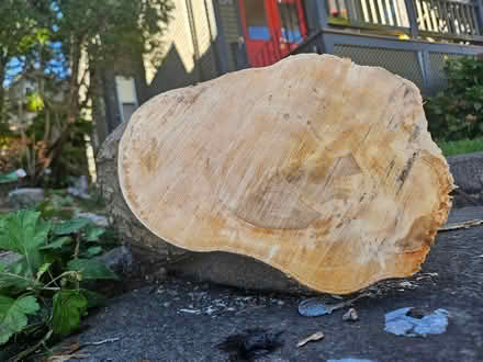 Photo of free wood: maple logs (Roxbury) #3