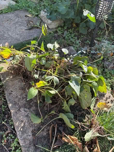 Photo of free Rudbekia (Waltham Abbey EN91) #1