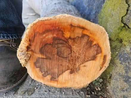 Photo of free wood: maple logs (Roxbury) #2