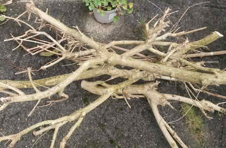Photo of free Branches / wood (Morecambe LA4) #1