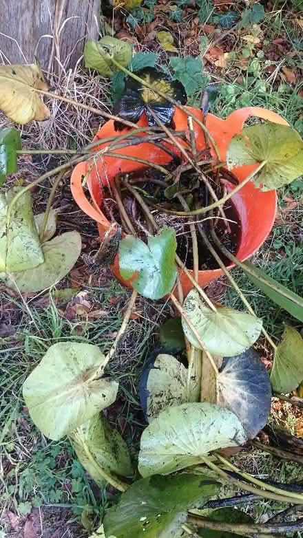 Photo of free Pond plants (Ringland NR8) #1