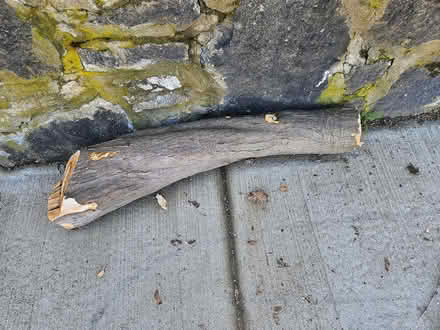 Photo of free wood: maple logs (Roxbury) #1