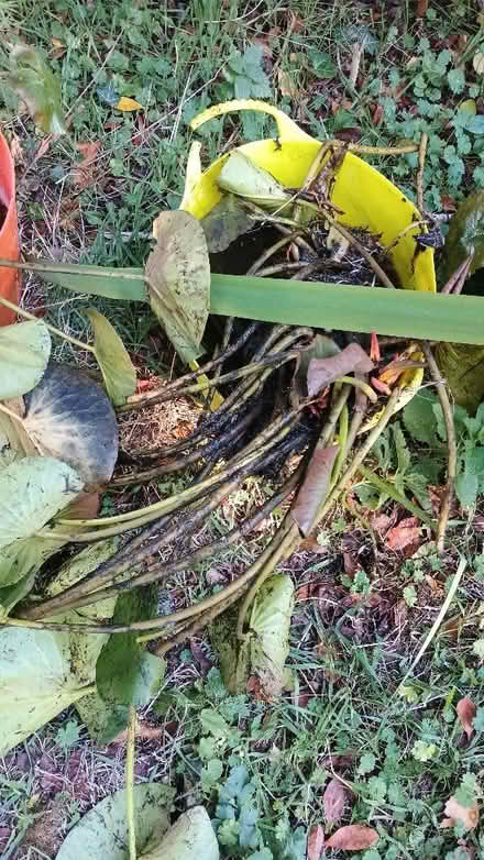 Photo of free Pond plants (Ringland NR8) #2