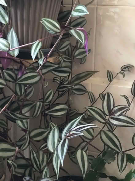 Photo of free Indoor plant cuttings (Neasden NW10 near McDonald) #2