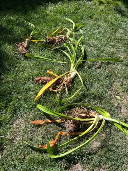 Photo of free Agapanthus (East petaluma) #1
