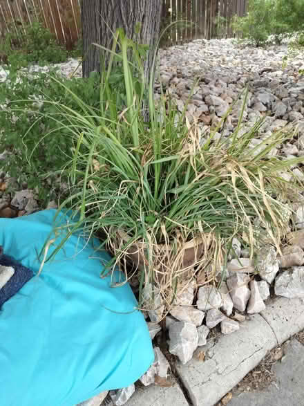 Photo of free Plant (North Campus) #1