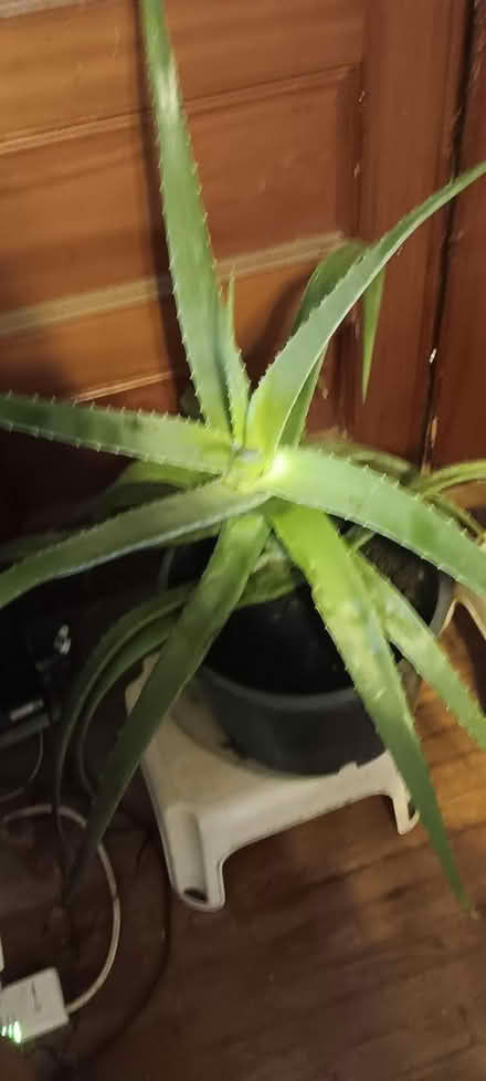 Photo of free Aloe offshoot (melrose) #2