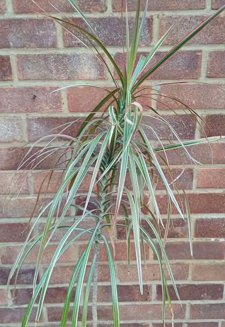 Photo of free Dragon Tree, I think, House plant (Great Cheverell SN10) #2