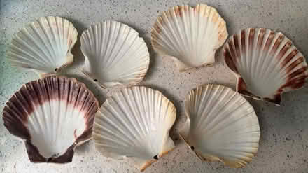 Photo of free Scallop Shells (Bathwick BA2) #1