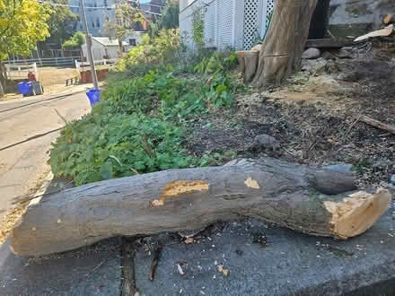 Photo of free wood: maple logs (Roxbury) #4
