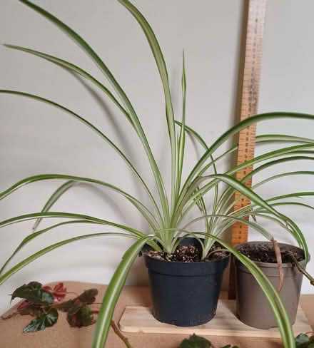 Photo of free Spider and Begonia House plants (Great Cheverell SN10) #2