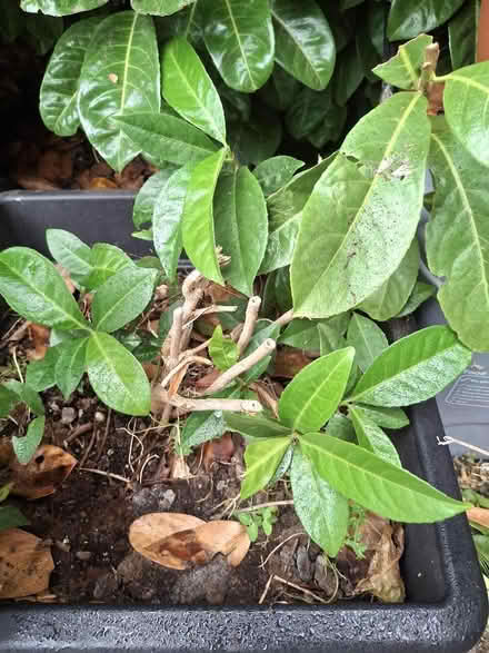 Photo of free Laurel Plants (Garden City OX5) #1