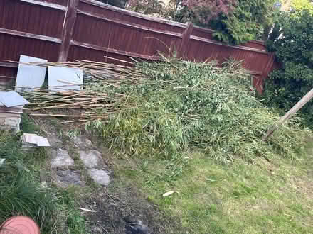Photo of free Cut Bamboo (Kingston Vale SW15) #1