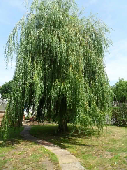 Photo of free Weeping willow branches for crafts or pets (Pokesdown BH5) #1