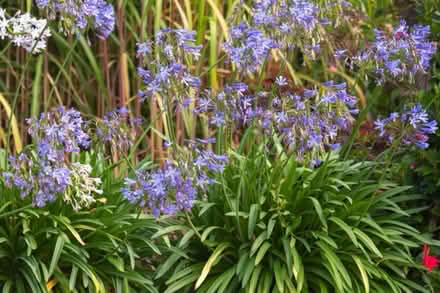 Photo of free Agapanthus (East petaluma) #2