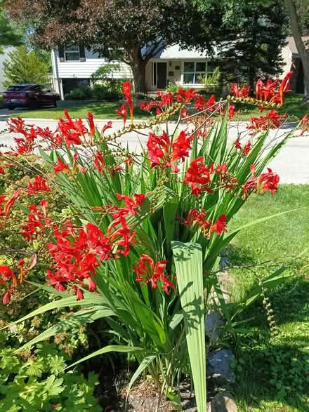 Photo of free Crocosmia bulbs (Beacon Hill Ottawa) #1