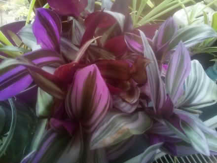 Photo of free Trailing houseplant rooted cuttings (Killamarsh S21) #1