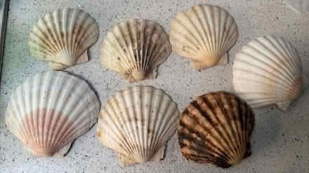 Photo of free Scallop Shells (Bathwick BA2) #2