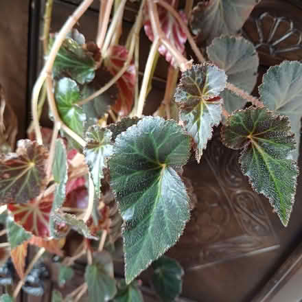 Photo of free Spider and Begonia House plants (Great Cheverell SN10) #1
