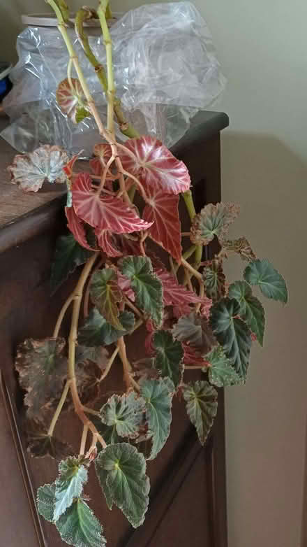 Photo of free Spider and Begonia House plants (Great Cheverell SN10) #3