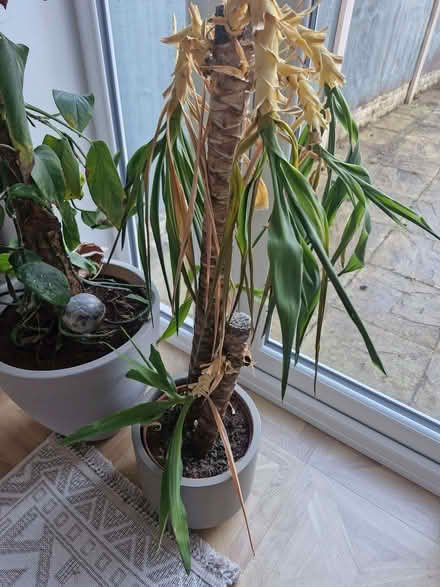 Photo of free 2 house plants (Great Sankey WA5) #1